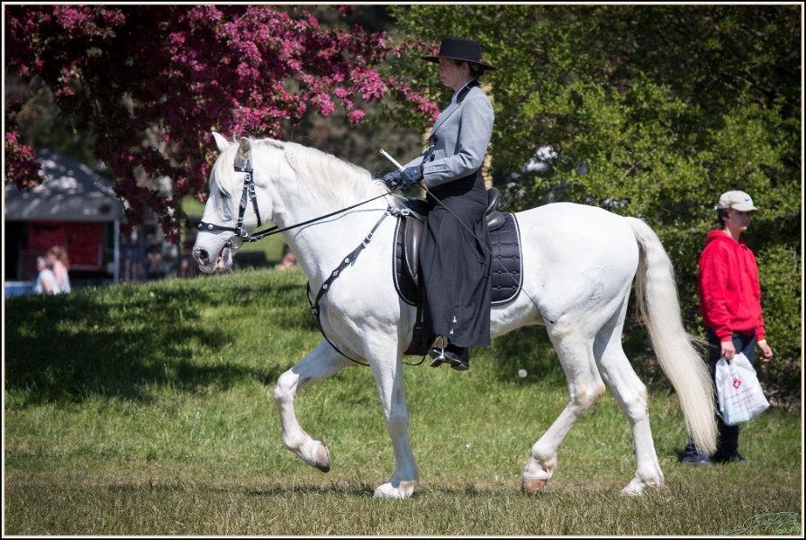 Pferd International 045